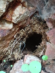 Troglodytes troglodytes