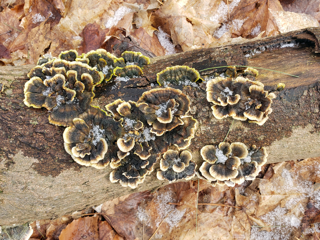 구름버섯 from Bayview Village, Toronto, ON, Canada on 2023년 02월 19일 (일) at 11:03 오전 by Tatiana Svidskaia · iNaturalist... 