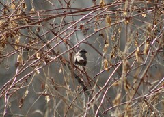 Melospiza melodia