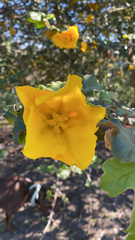Fremontodendron californicum