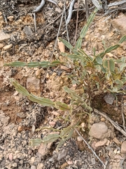 Genista tridentata