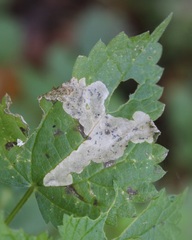 Agromyza pseudoreptans