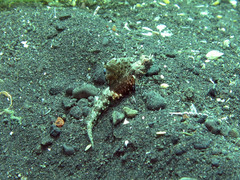 Tomiyamichthys nudus