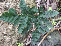 Pentagramma triangularis