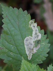 Agromyza pseudoreptans