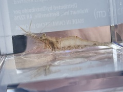 Macrobrachium acanthurus