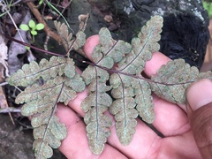 Pentagramma triangularis