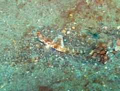 Tomiyamichthys oni