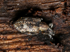 Hypera rumicis