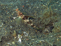 Tomiyamichthys latruncularius