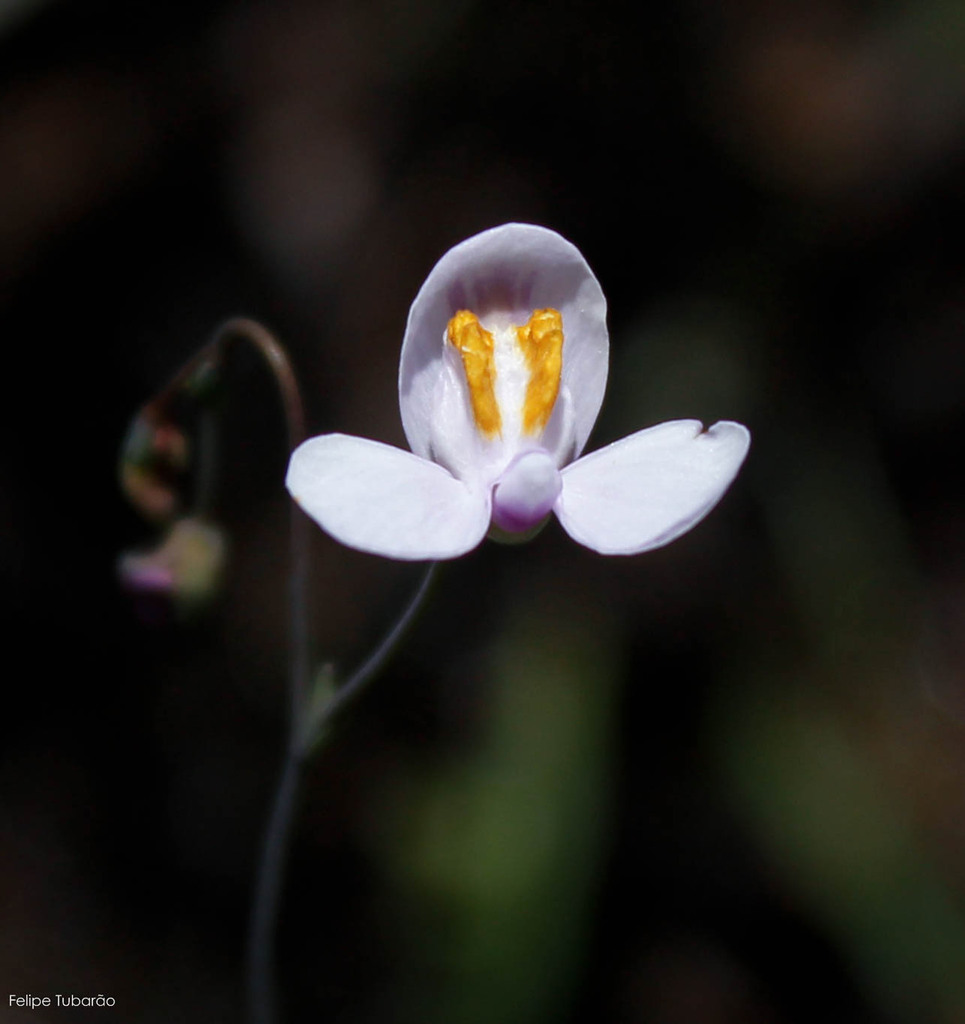 Utricularia nephrophylla Benj.