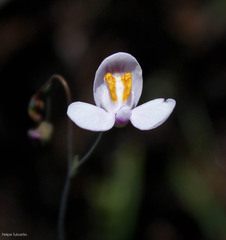 Utricularia nephrophylla