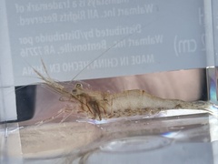 Macrobrachium acanthurus