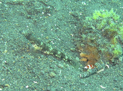 Tomiyamichthys alleni