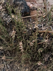 Calluna vulgaris
