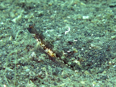 Tomiyamichthys alleni