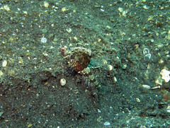 Tomiyamichthys nudus