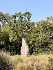 Ceiba speciosa