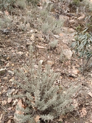 Lavandula pedunculata