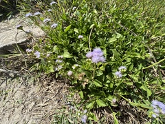 Ageratum maritimum
