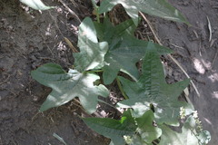 Dioscorea bryoniifolia