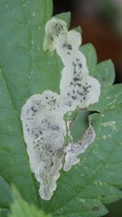 Agromyza pseudoreptans