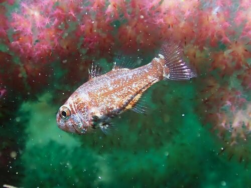 Coral siphonfish (Siphamia corallicola) — Apogonidae — 4
