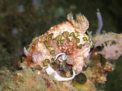 Glossodoris