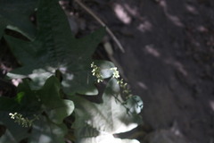 Dioscorea bryoniifolia