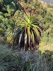 Dracophyllum traversii