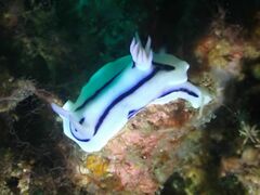 Chromodoris lochi