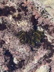Stephanocystis