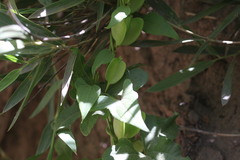 Dioscorea bryoniifolia