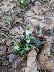 Galanthus nivalis