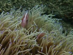 Amphiprion perideraion