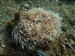 Heteractis