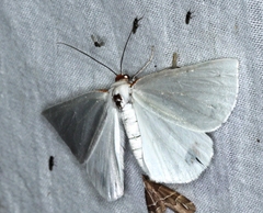 Thalaina selenaea