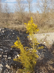 Genista scorpius