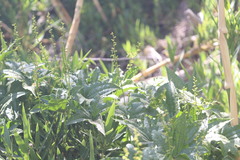 Dioscorea bryoniifolia