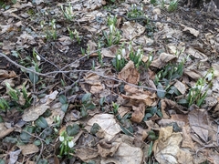 Galanthus nivalis