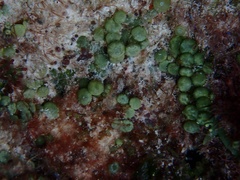 Caulerpa chemnitzia