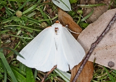 Thalaina selenaea