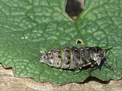 Phigalia strigataria