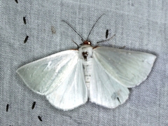 Thalaina selenaea