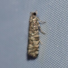 Retinia gemistrigulana