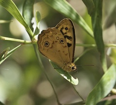 Heteronympha paradelpha