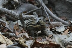 Tamiops mcclellandii