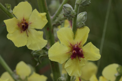 Verbascum galilaeum