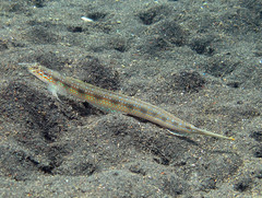 Trichonotus halstead