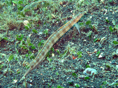 Trichonotus halstead